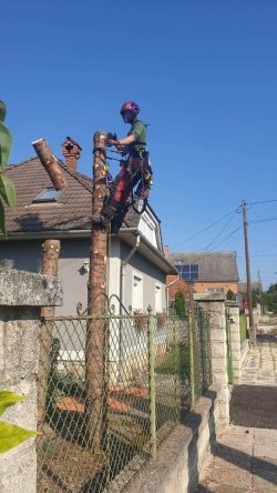 Veszettfejsze fametszés