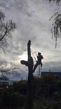 Fametszés a naplementében