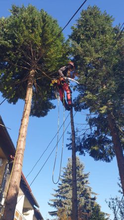 Faágak vágása a fa tetején lógva